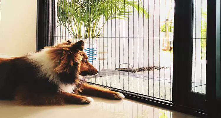Sliding Screen Pet Door Repair in Burlingame, CA