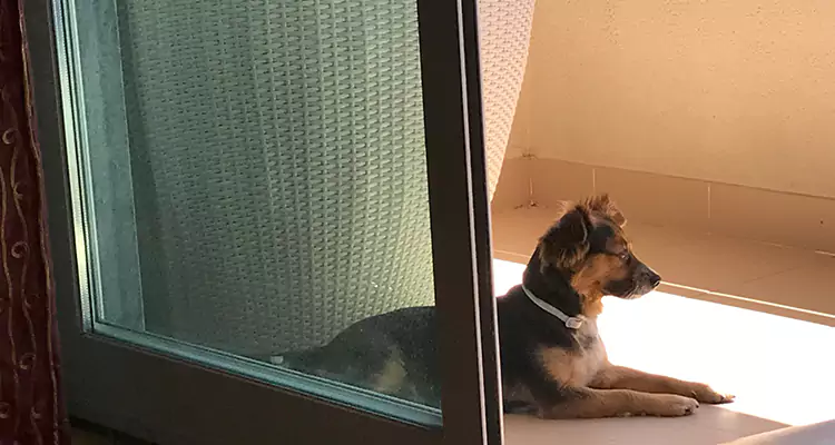 French Door Pet Screen Repair in Burlingame, CA